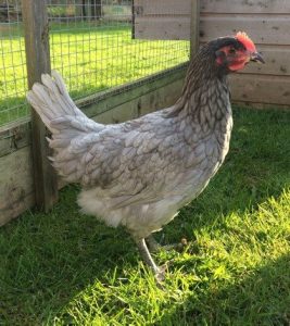 Bluebell Meadowvale Poultry