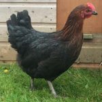 Copper Black Meadowvale Poultry