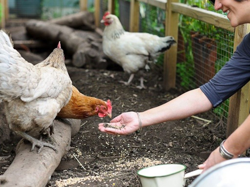 Meadowvale Poultry 