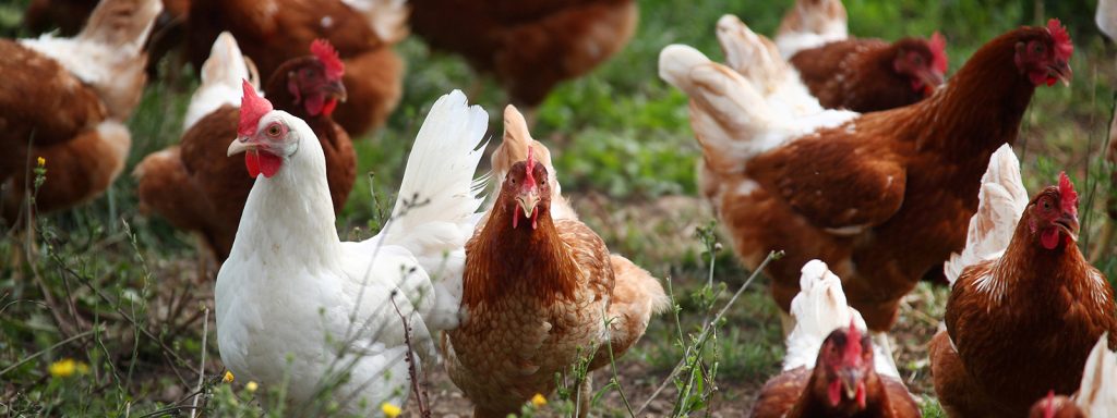 Meadowvale Poultry 